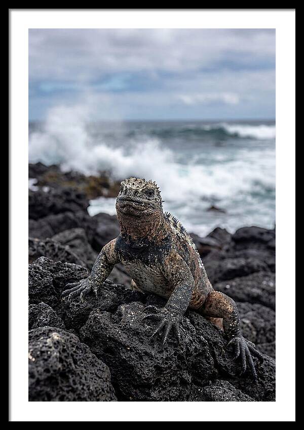 Marine Iguana On Rocky Shore