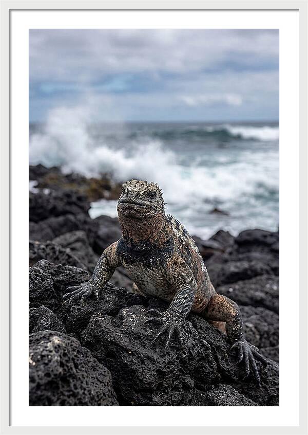 Marine Iguana On Rocky Shore