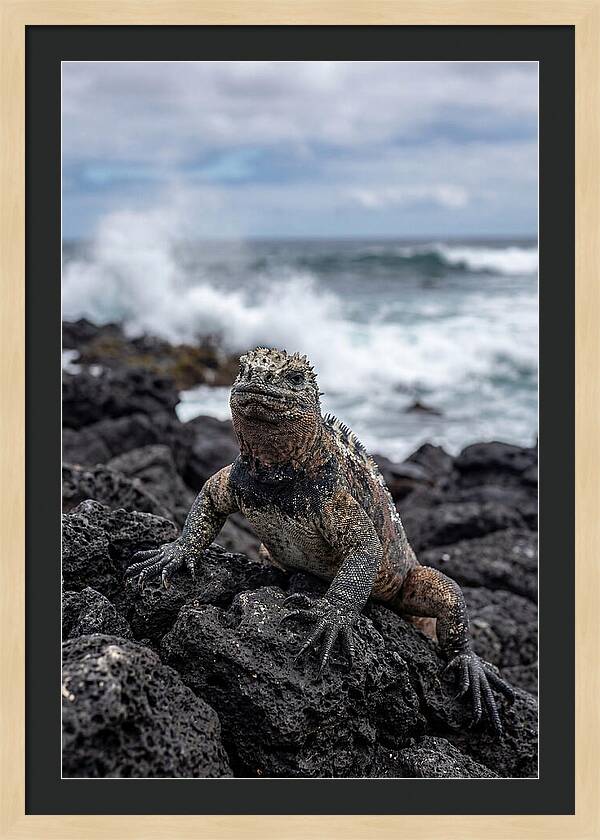 Marine Iguana On Rocky Shore