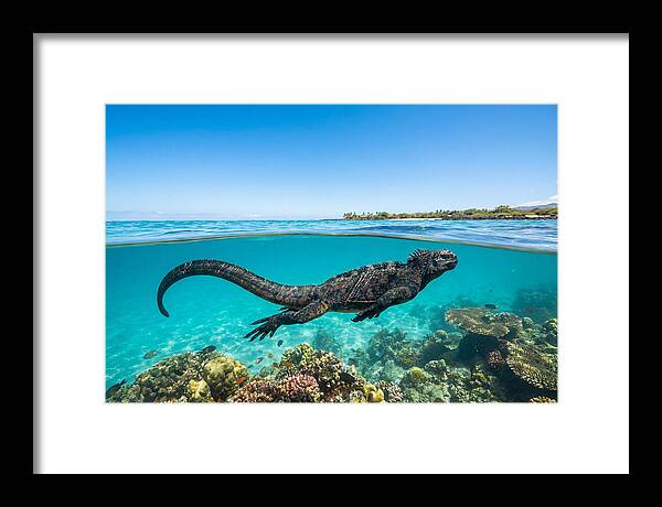 Marine Iguana Swimming Gracefully
