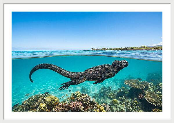 Marine Iguana Swimming Gracefully