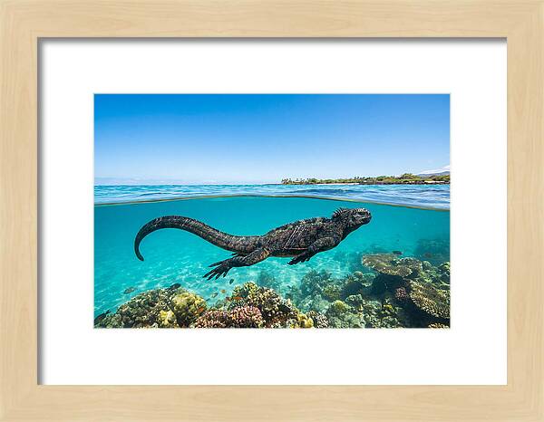 Marine Iguana Swimming Gracefully