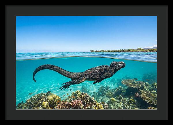 Marine Iguana Swimming Gracefully