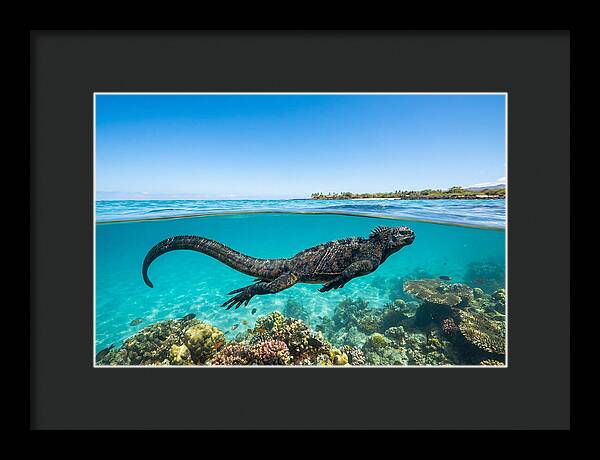 Marine Iguana Swimming Gracefully