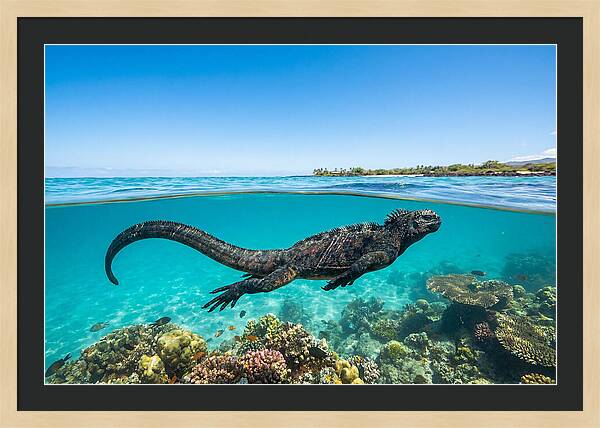 Marine Iguana Swimming Gracefully