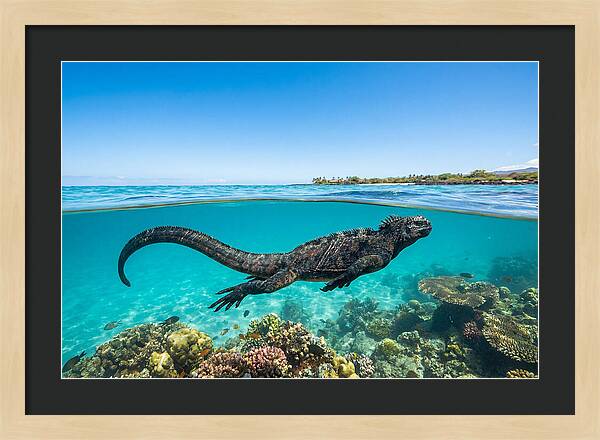 Marine Iguana Swimming Gracefully