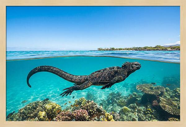 Marine Iguana Swimming Gracefully