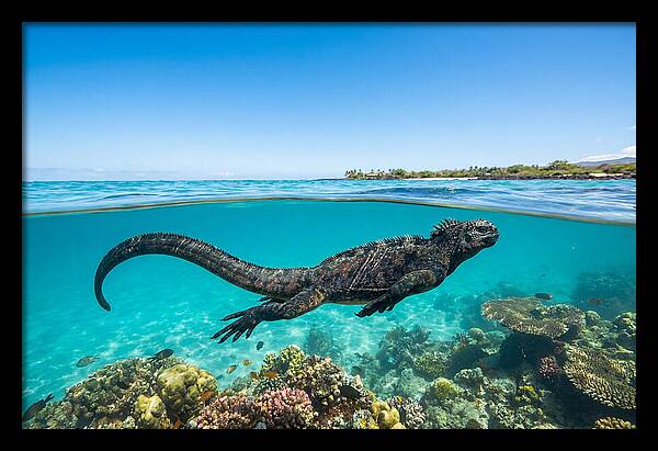 Marine Iguana Swimming Gracefully