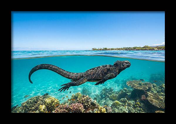 Marine Iguana Swimming Gracefully