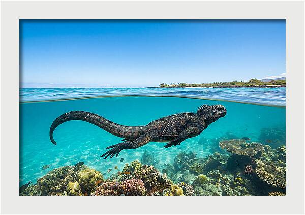 Marine Iguana Swimming Gracefully