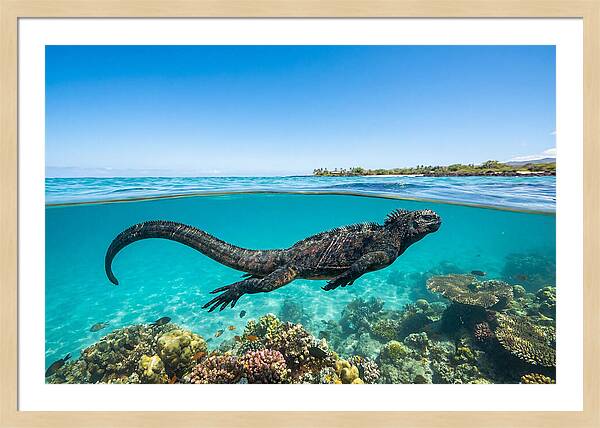 Marine Iguana Swimming Gracefully