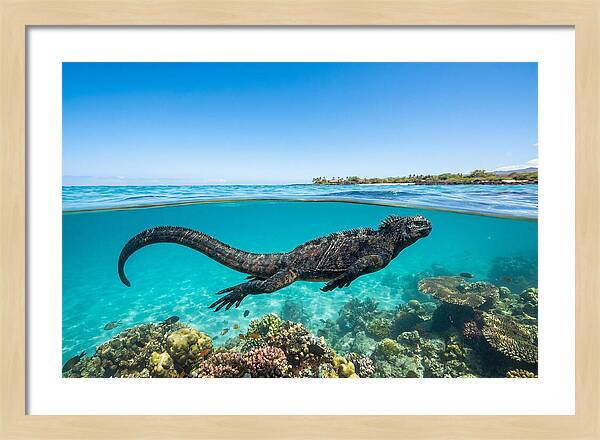 Marine Iguana Swimming Gracefully
