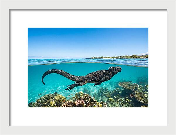 Marine Iguana Swimming Gracefully