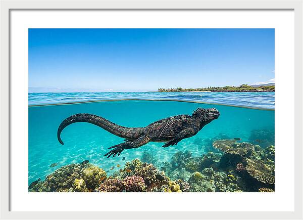 Marine Iguana Swimming Gracefully