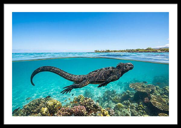 Marine Iguana Swimming Gracefully