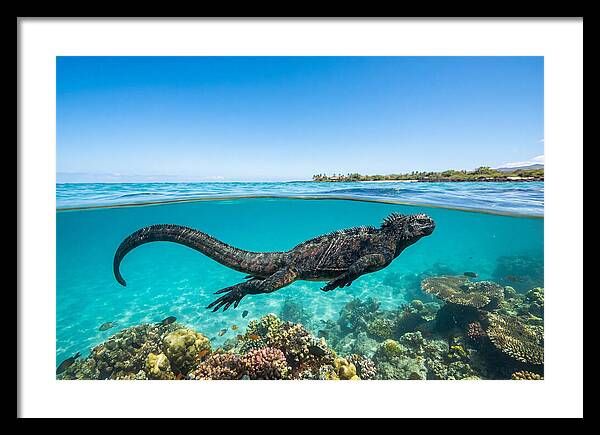Marine Iguana Swimming Gracefully