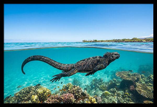 Marine Iguana Swimming Gracefully