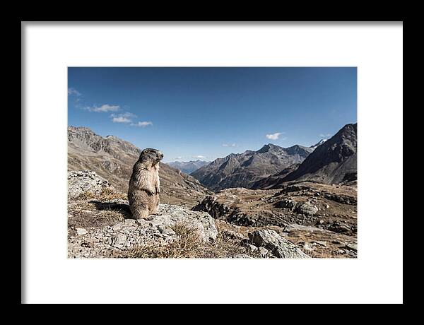 Marmot Standing Sentinel