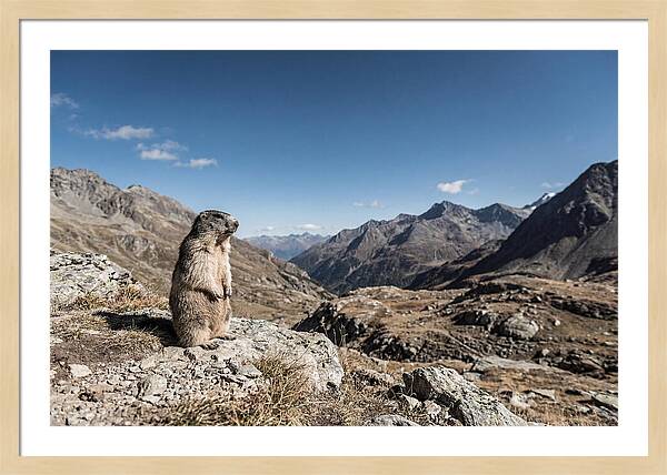 Marmot Standing Sentinel