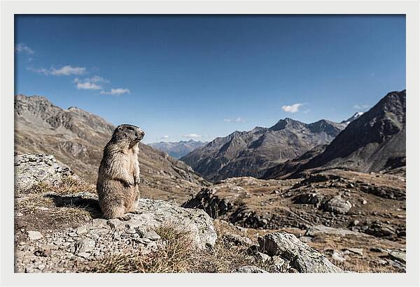 Marmot Standing Sentinel