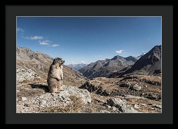 Marmot Standing Sentinel