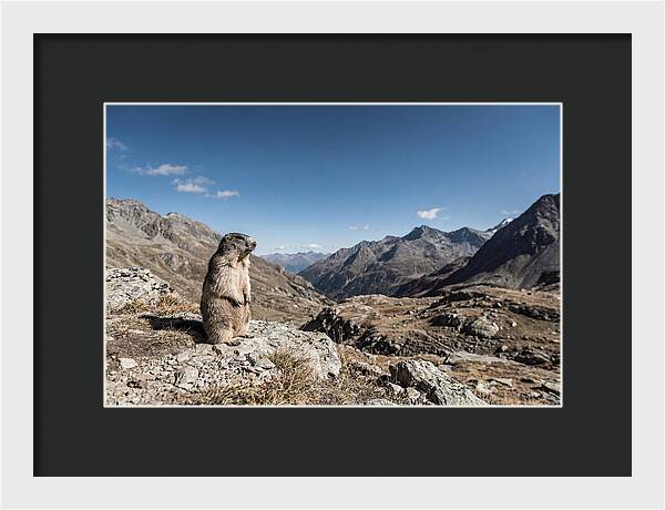 Marmot Standing Sentinel