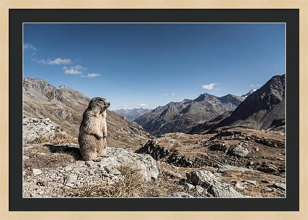 Marmot Standing Sentinel