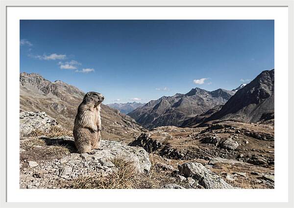 Marmot Standing Sentinel