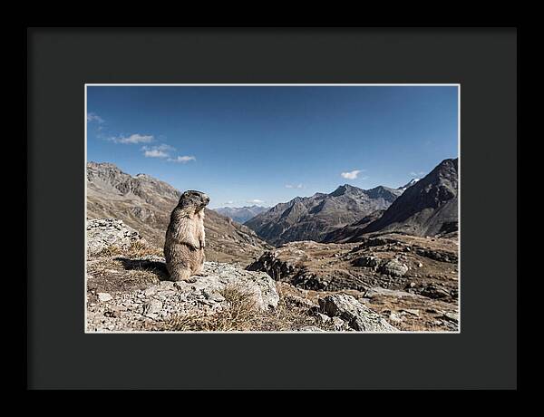 Marmot Standing Sentinel