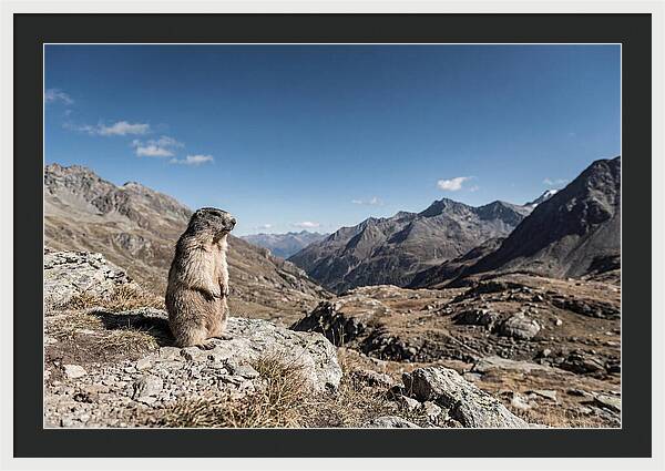 Marmot Standing Sentinel