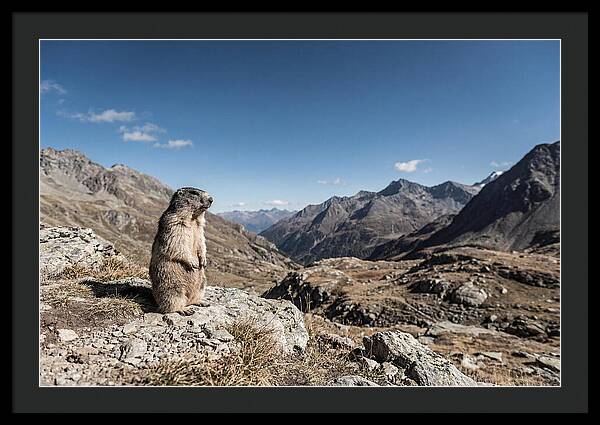 Marmot Standing Sentinel