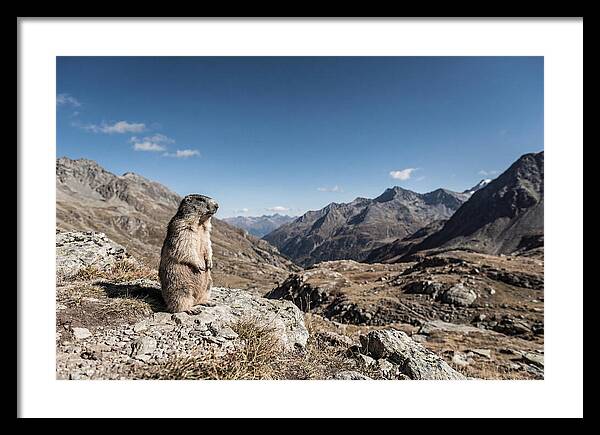 Marmot Standing Sentinel