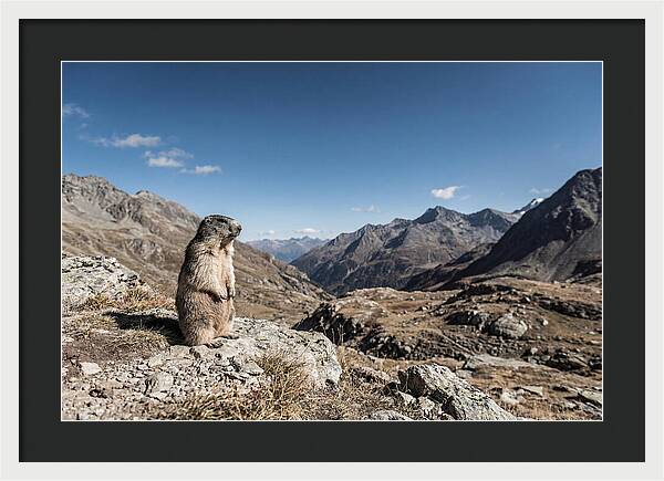 Marmot Standing Sentinel