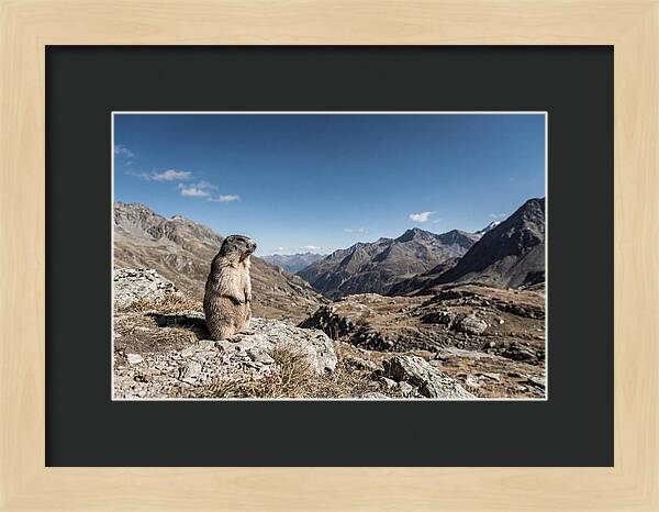 Marmot Standing Sentinel