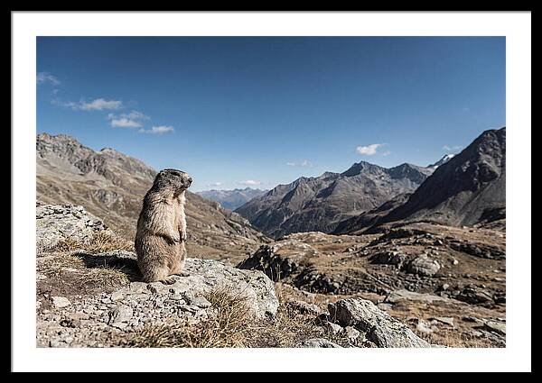 Marmot Standing Sentinel