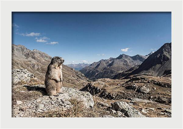 Marmot Standing Sentinel