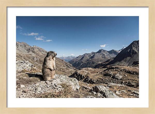 Marmot Standing Sentinel