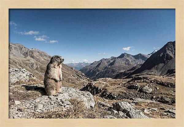 Marmot Standing Sentinel
