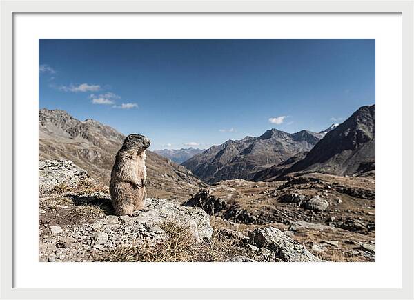 Marmot Standing Sentinel