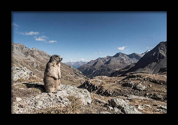 Marmot Standing Sentinel