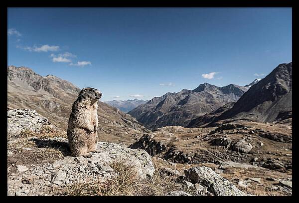 Marmot Standing Sentinel