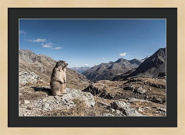 Marmot Standing Sentinel