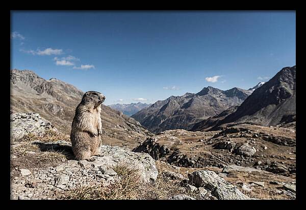 Marmot Standing Sentinel