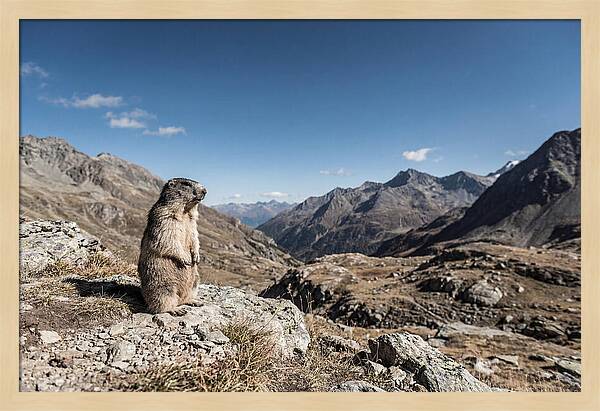Marmot Standing Sentinel