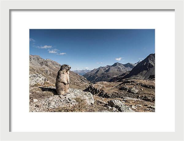 Marmot Standing Sentinel