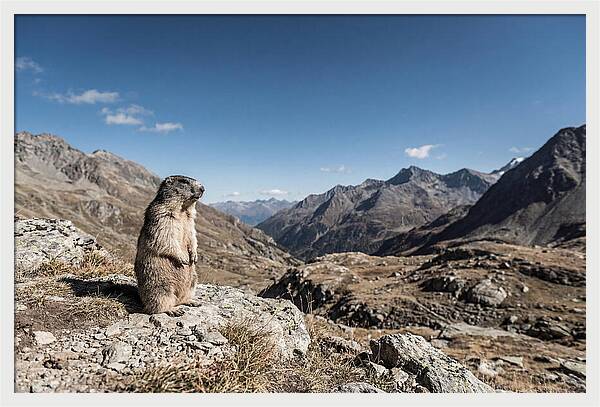 Marmot Standing Sentinel