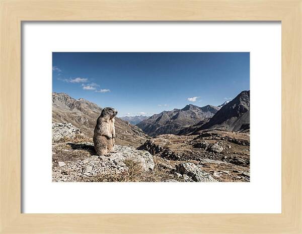 Marmot Standing Sentinel