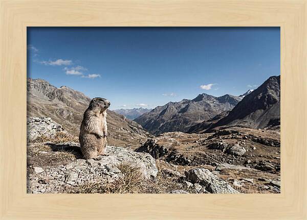 Marmot Standing Sentinel