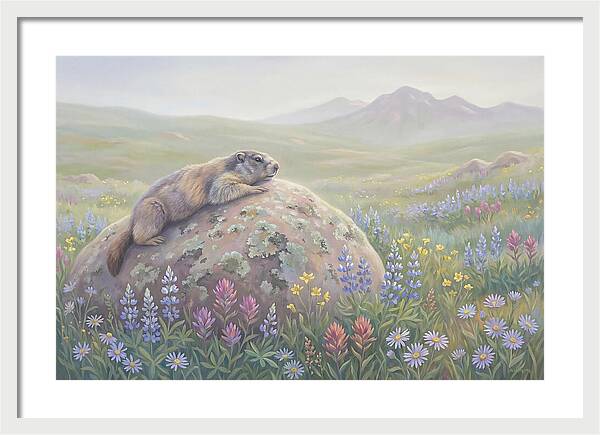 Marmot Sunning On Boulder