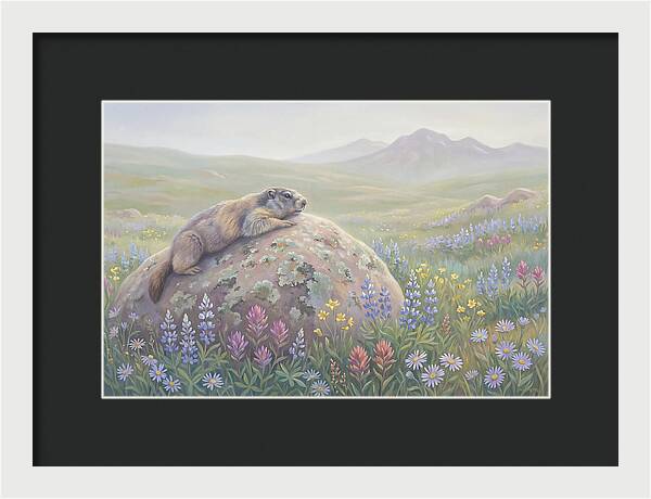 Marmot Sunning On Boulder